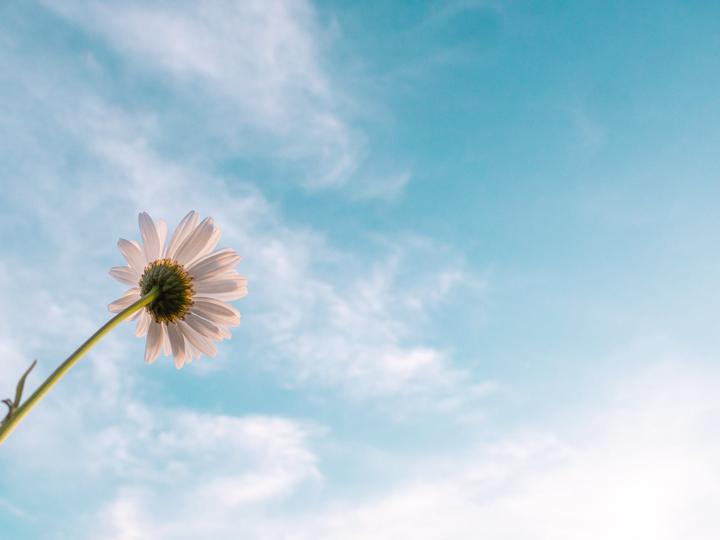 flower in sky