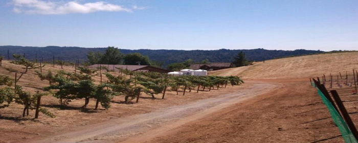 California Vineyard Production