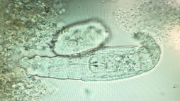 Microscopic Biology