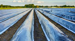 rows of vegetables in a field are covered with bioplastic film