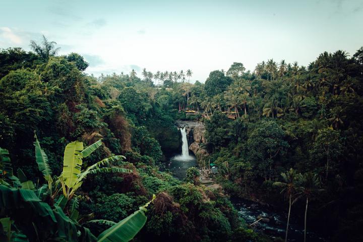 looking over canopy