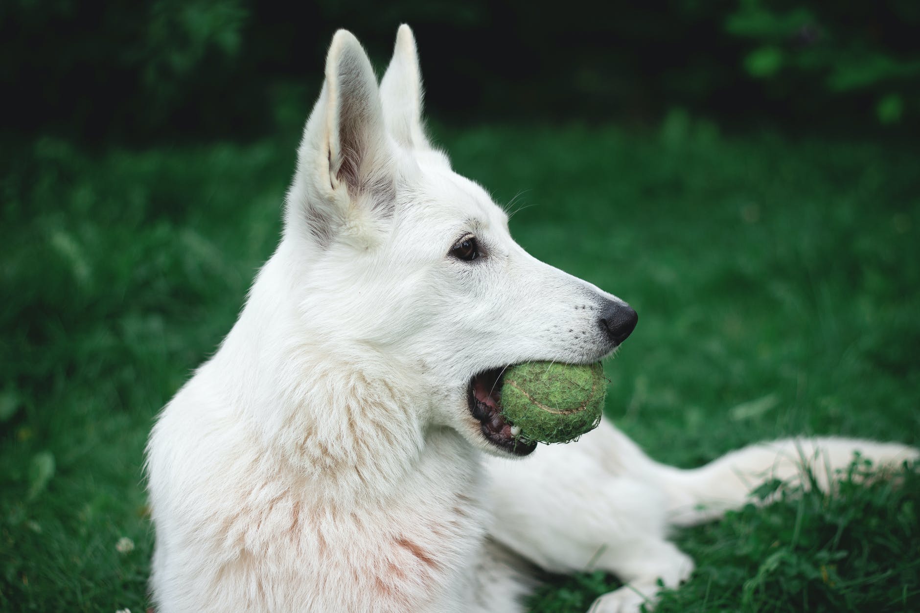 Tennis balls terrible for dog's health!