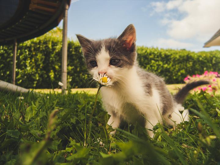 kitten sniffing flowers