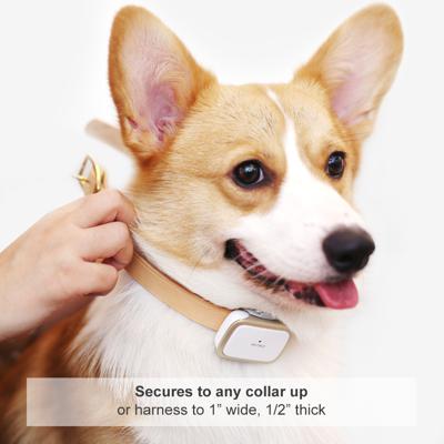 A puppy wearing a collar with he dog tracker in white