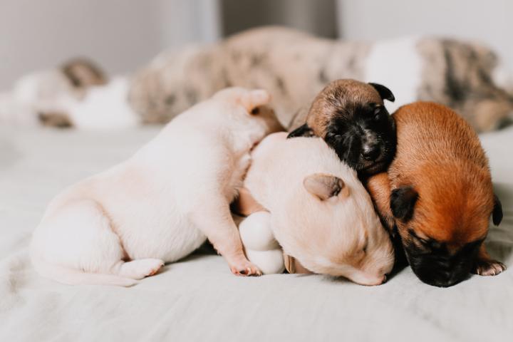 tiny puppies sleeping on the bed