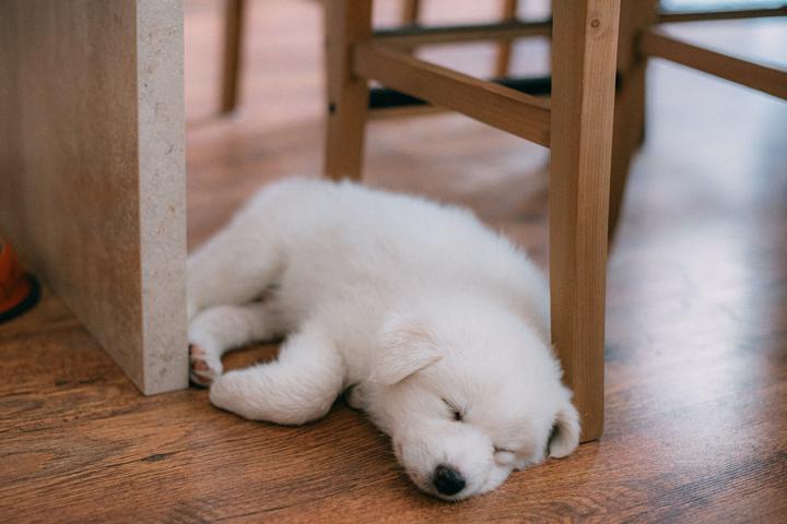 small white fluffy puppy sleeping on the floor