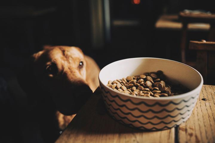 dog looking at the bowl of food