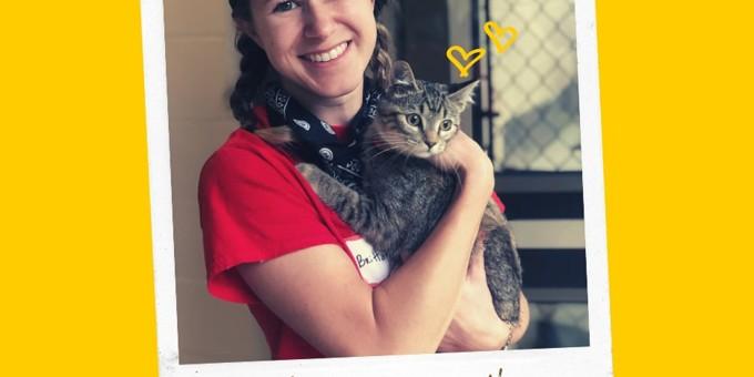 Celebrating National Adopt a Cat Month with Brittany Meyer of Dandy Dog 