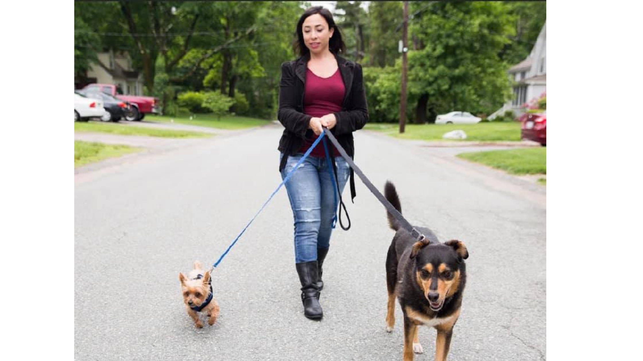 dog-walking-in-the-covid-era-with-amy-from-wolfie-s-dog-walking