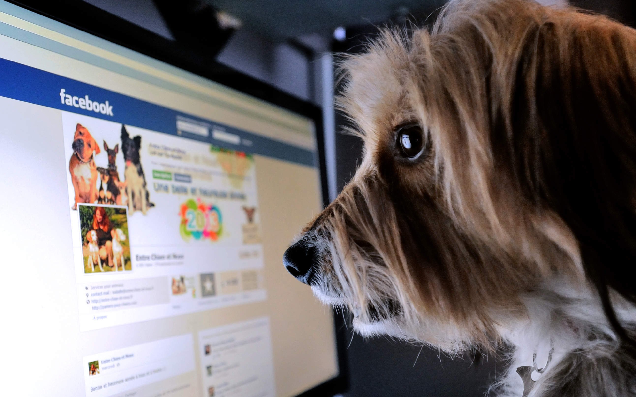 What are Facebook Groups and how can I use them to grow my dog walking ...