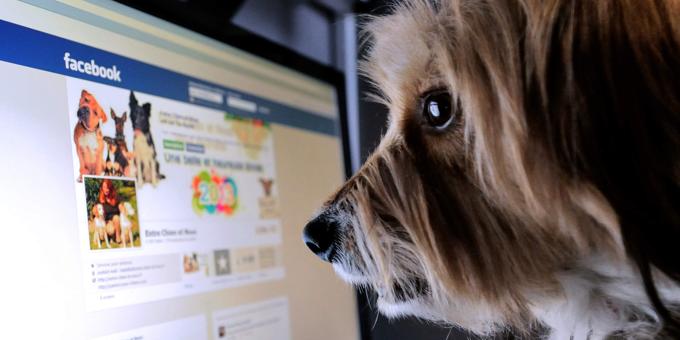 What are Facebook Groups and how can I use them to grow my dog walking or pet sitting business?
