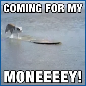 dog on skim board with caption coming for my moneeeey!