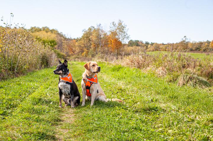 dogs wearing hunting vests in a field