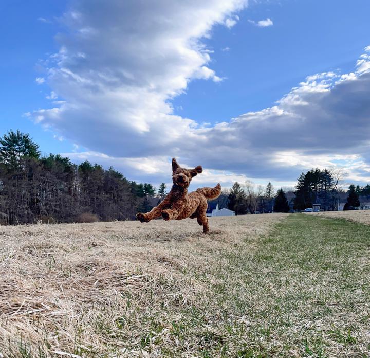 dog leaping in a field