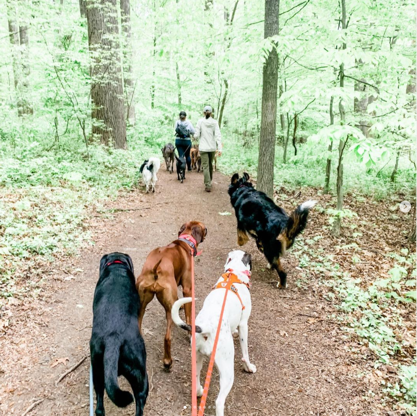 Pack of dogs walking in the woods