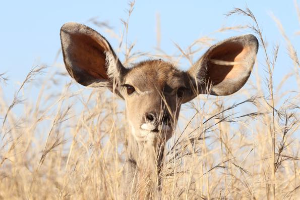 deer with big ears