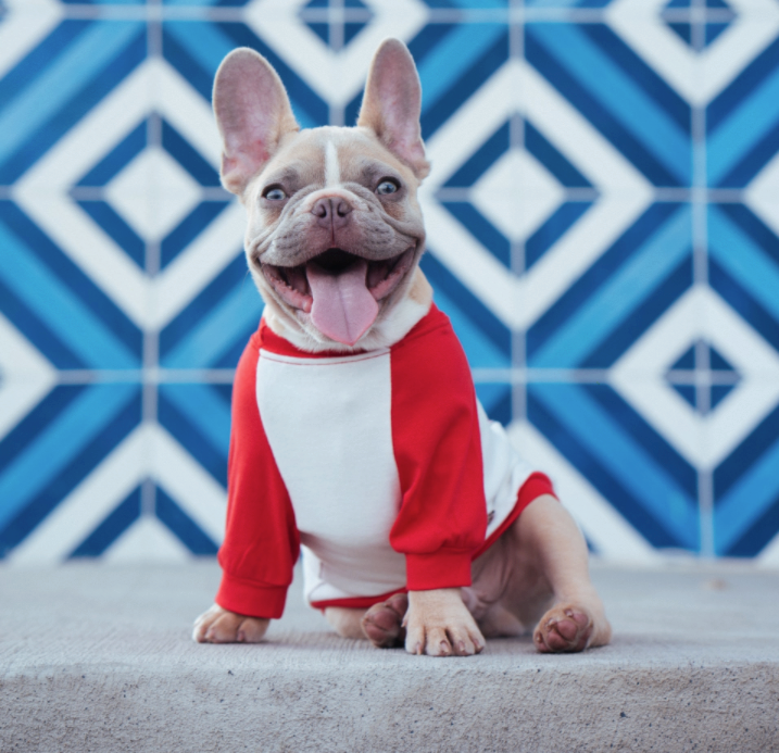 brown short coated dog wearing red and white santa costume